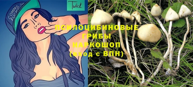 Галлюциногенные грибы Magic Shrooms  Кубинка 